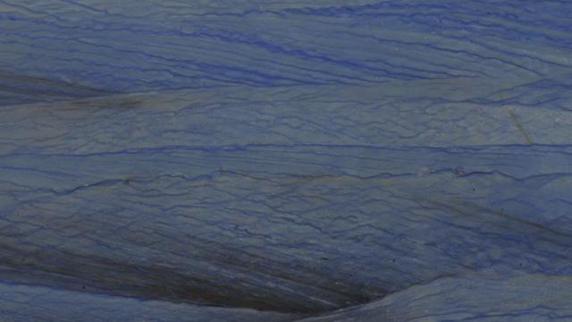 Azul Macauba