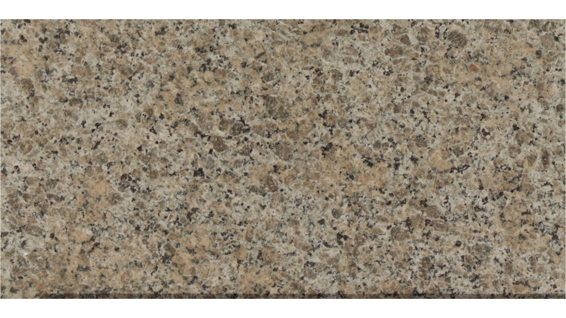 Beige-Butterfly in Atlanta GA